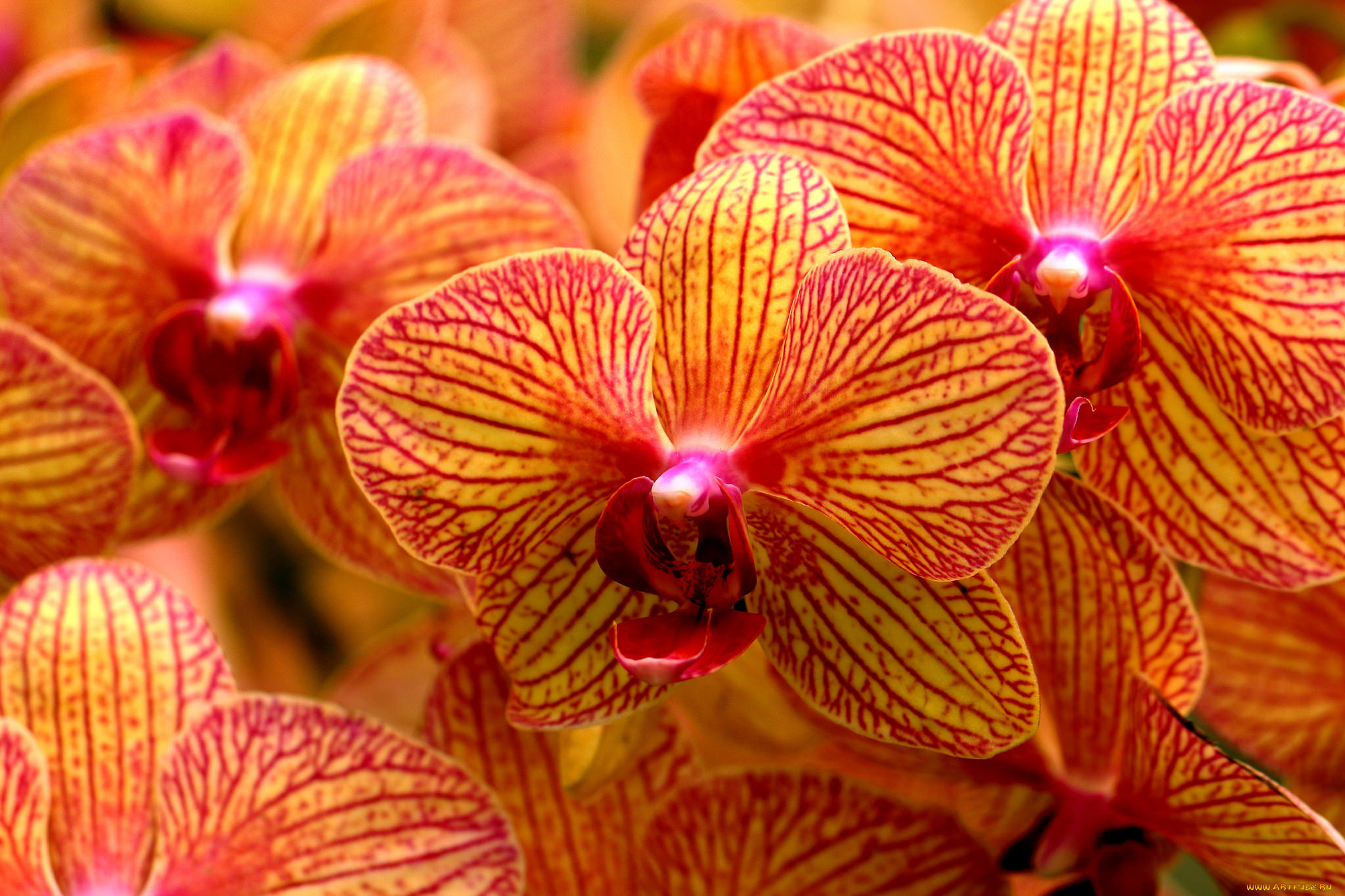 Красно желтая орхидея. Оранжевая Орхидея фаленопсис. Фаленопсис Orange Special. Фаленопсис Калипсо. Орхидея фаленопсис рыжая.